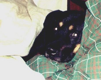 time for a nap !